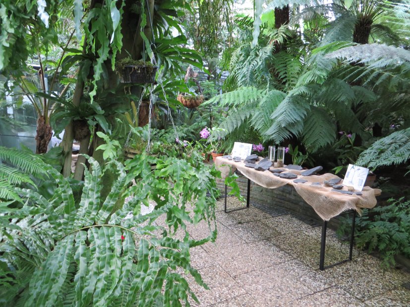  Exponate des Rombergparks im Karbonwald-Pflanzenschauhaus